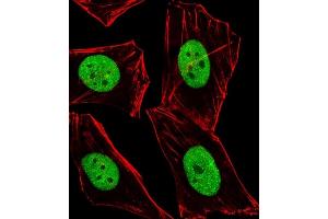 Immunofluorescent analysis of 4 % paraformaldehyde-fixed, 0. (BMI1 antibody  (C-Term))
