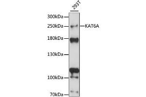Western blot analysis of extracts of 293T cells, using KAT6A antibody (ABIN6293373) at 1:1000 dilution.