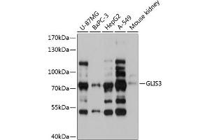 Western blot analysis of extracts of various cell lines, using GLIS3 antibody  at 1:3000 dilution. (GLIS3 antibody  (AA 606-775))