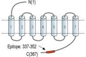 Representative domain view of the target of ABIN7885207.