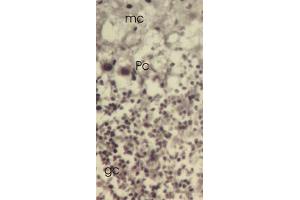 Mouse cerebellar cortex showing molecular cell layer (mc), Purkinje cells (Pc) and granular cell layer. (TXNL1 antibody  (C-Term, Trp32))