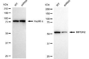 Western blotting analysis using IMPDH2 antibody (ABIN7799023). (Recombinant IMPDH2 antibody)
