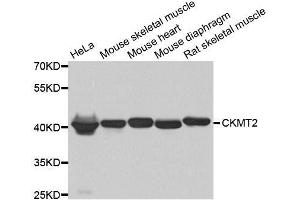 Western blot analysis of extracts of various cell lines, using CKMT2 antibody. (CKMT2 antibody  (AA 40-230))
