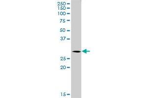 SNX12 MaxPab polyclonal antibody. (SNX12 antibody  (AA 1-172))
