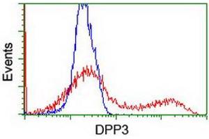 Image no. 2 for anti-Dipeptidyl-Peptidase 3 (DPP3) antibody (ABIN1497827) (DPP3 antibody)