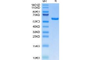 Human EDA2R on Tris-Bis PAGE under reduced condition. (Ectodysplasin A2 Receptor Protein (EDA2R) (AA 1-138) (Fc Tag))