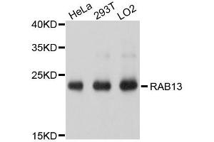 Western blot analysis of extracts of various cell lines, using RAB13 antibody. (RAB13 antibody  (AA 1-203))