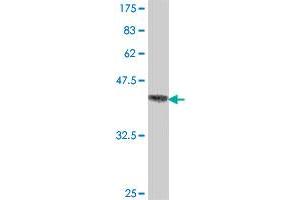 Western Blot detection against Immunogen (37. (Ataxin 2 antibody  (AA 1214-1313))