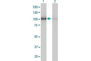 Western Blot analysis of CNOT3 expression in transfected 293T cell line by CNOT3 monoclonal antibody (M01A), clone 4B8.