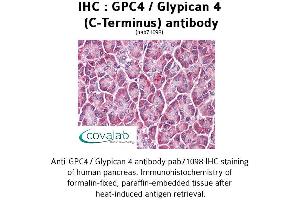 Image no. 2 for anti-Glypican 4 (GPC4) (C-Term) antibody (ABIN1734867)