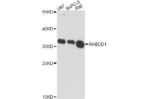Western blot analysis of extracts of various cell lines, using RHBDD1 antibody. (RHBDD1 antibody)