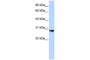 WB Suggested Anti-FGF2 Antibody Titration:  0. (FGF2 antibody  (Middle Region))