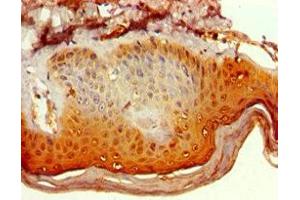 Immunohistochemistry of paraffin-embedded human skin tissue using ABIN7150482 at dilution of 1:100 (POLR1D antibody  (AA 1-133))