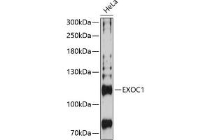 Western blot analysis of extracts of HeLa cells, using EXOC1 Antibody (ABIN6129575, ABIN6140361, ABIN6140362 and ABIN6224778) at 1:3000 dilution. (EXOC1 antibody  (AA 645-894))
