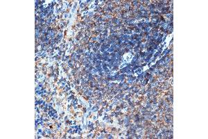 Immunohistochemistry of paraffin-embedded rat spleen using ELMO1 Rabbit mAb (ABIN7266951) at dilution of 1:100 (40x lens). (ELMO1 antibody)