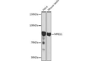 Western blot analysis of extracts of various cell lines, using MRE11 Rabbit mAb (ABIN7268686) at 1:1000 dilution. (Mre11 antibody)