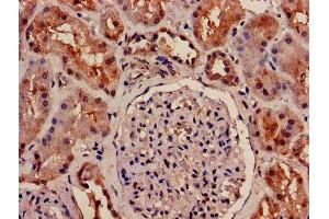 IHC image of ABIN7162378 diluted at 1:1200 and staining in paraffin-embedded human kidney tissue performed on a Leica BondTM system. (OLR1 antibody  (AA 58-273))