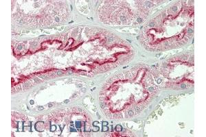 IHC-P analysis of Human Kidney Tissue, with HE staining. (FOLR1 antibody  (AA 25-234))