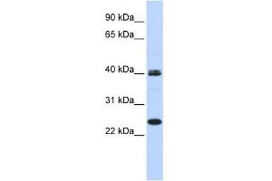 WB Suggested Anti-MESP1 Antibody Titration:  0.