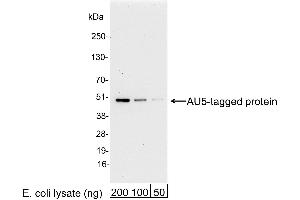 anti-AU5 Epitope Tag (TDFYLK) antibody