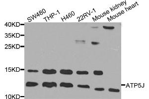 Western blot analysis of extracts of various cell lines, using ATP5J antibody (ABIN5971940) at 1/1000 dilution. (ATP5J antibody)