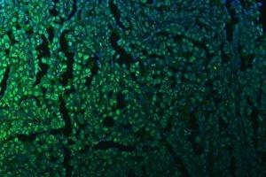 IF analysis of KAP1 using anti-KAP1 antibody (ABIN3043491). (KAP1 antibody  (AA 699-835))
