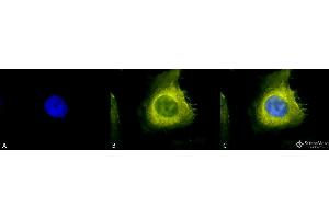Immunocytochemistry/Immunofluorescence analysis using Rabbit Anti-CDC37 Polyclonal Antibody . (CDC37 antibody  (PerCP))