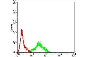 Flow cytometric analysis of SK-N-SH cells using APEX1 mouse mAb (green) and negative control (red). (APEX1 antibody  (AA 219-318))