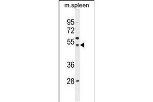 Western blot analysis in mouse spleen tissue lysates (35ug/lane). (SLC16A13 antibody  (C-Term))