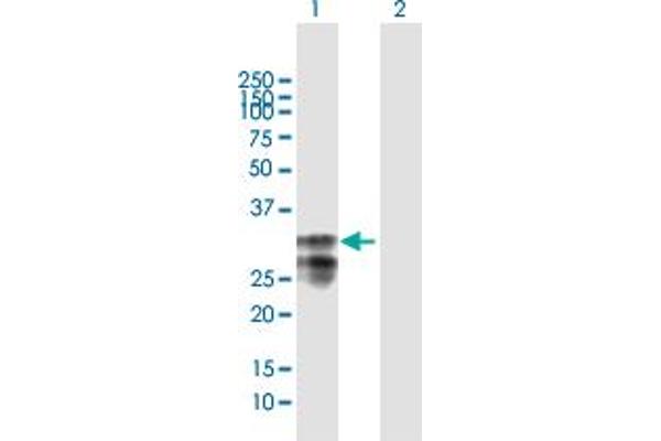 MPZL1 antibody  (AA 1-269)
