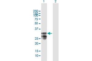 Western Blot analysis of MPZL1 expression in transfected 293T cell line by MPZL1 MaxPab polyclonal antibody. (MPZL1 antibody  (AA 1-269))
