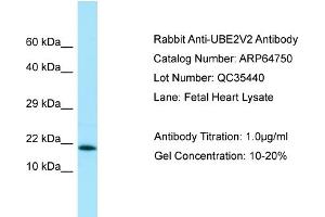 Western Blotting (WB) image for anti-Ubiquitin-Conjugating Enzyme E2 Variant 2 (UBE2V2) (C-Term) antibody (ABIN2774407) (UBE2V2 antibody  (C-Term))