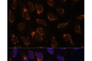 Immunofluorescence analysis of U-2 OS cells using TSFM Polyclonal Antibody at dilution of 1:100 (40x lens). (TSFM antibody)