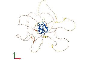 AlphaFold protein structure predicition of Mouse Recombinant Foxn1 Protein, UniprotID Q61575 (FOXN1 Protein (AA 1-648) (His tag))