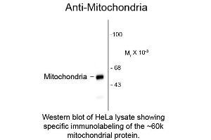 Western blot of Anti-Mitochondria (Mouse) Antibody - 209-301-D79 Western Blot of Anti-Mitochondria (Mouse) Antibody. (Mitochondria antibody)