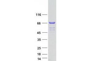 Validation with Western Blot (CSTF2T Protein (Myc-DYKDDDDK Tag))