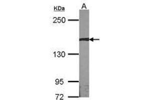 Image no. 1 for anti-Autism Susceptibility Candidate 2 (AUTS2) (AA 524-770) antibody (ABIN467523) (AUTS2 antibody  (AA 524-770))