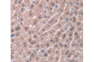 Used in DAB staining on fromalin fixed paraffin- embedded liver tissue (LKB1 antibody  (AA 49-309))