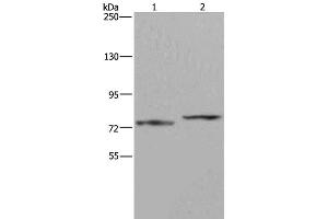 Western Blot analysis of Mouse heart tissue and 231 cell using AATF Polyclonal Antibody at dilution of 1:667 (AATF antibody)
