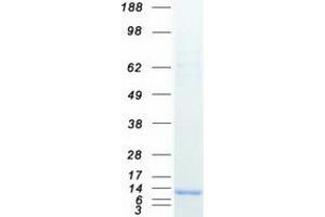 Validation with Western Blot (CCDC23 Protein (Coiled coil domain) (Myc-DYKDDDDK Tag))