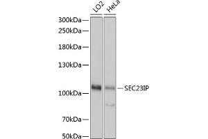 Western blot analysis of extracts of various cell lines, using SEC23IP antibody (ABIN7270170) at 1:1000 dilution. (SEC23IP antibody  (AA 600-940))