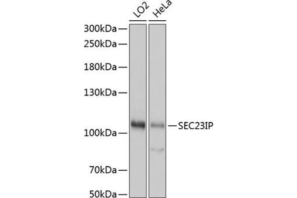 SEC23IP anticorps  (AA 600-940)