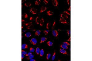 Confocal immunofluorescence analysis of U2OS cells using IMMT Polyclonal Antibody (ABIN3016601, ABIN3016602, ABIN3016603 and ABIN6219796) at dilution of 1:100. (IMMT antibody  (AA 120-270))