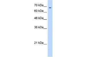 ZNF605 antibody (20R-1121) used at 0.