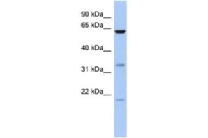 Western Blotting (WB) image for anti-Copine IX (CPNE9) antibody (ABIN2463931) (CPNE9 antibody)