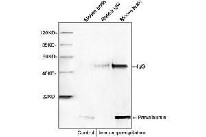 Western blot analysis of immunoprecipitates from mouse brain lysates. (PVALB antibody)