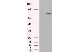 Western Blotting (WB) image for anti-Prominin 2 (PROM2) antibody (ABIN1500435)