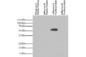 Recombinant influenza proteins were resolved by electrophoresis, transferred to PVDF membrane, and probed with Mouse Anti-Influenza A, Nucleoprotein-UNLB and chemiluminescent detection. (Influenza Nucleoprotein antibody (Influenza A Virus) (HRP))
