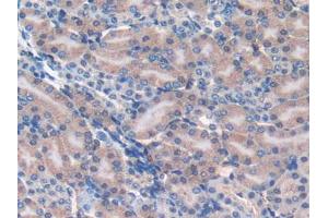 IHC-P analysis of Mouse Kidney Tissue, with DAB staining. (FAM19A2 antibody  (AA 31-119))