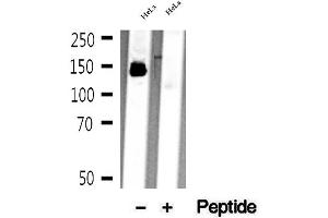 DIAPH1 antibody